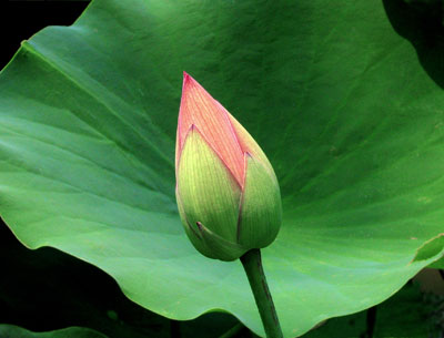 lotus, Los Poblanos
