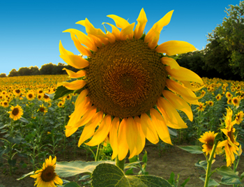 sunflower (Tuscana)