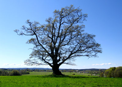 tree in Ås